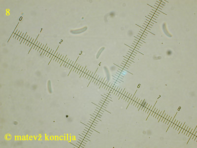 Cytospora nivea - konidiji
