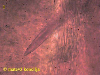 inonotus nodulosus - seta