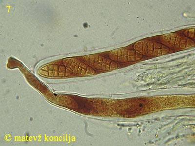 Cucurbitaria obducens - Ascusbasis