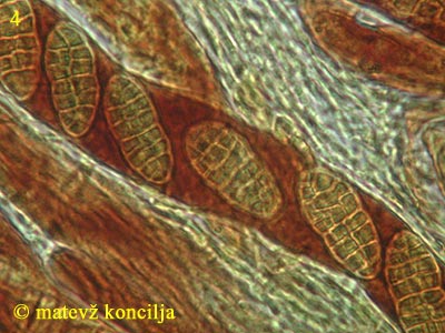 Cucurbitaria obducens - Sporen