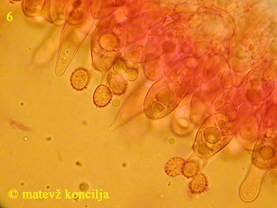 Russula olivacea - Cheilozystiden