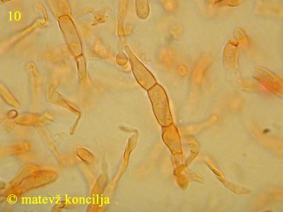 Russula olivacea - HDS
