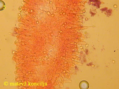 Russula olivacea - Lamelle