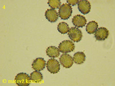 Russula olivacea - Sporen