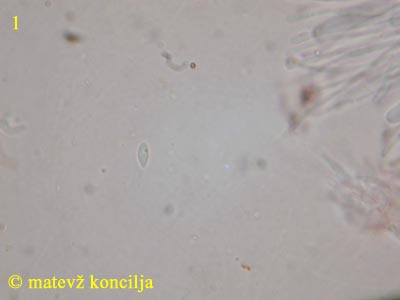 Orbilia coccinella - Spore
