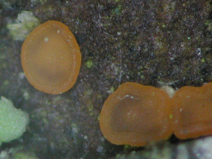 Orbilia aurantiorubra - Goldtropfiges Knopfbecherchen