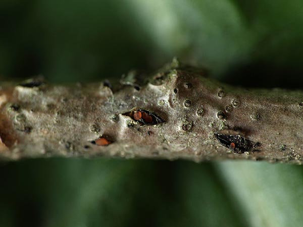 orbilia coccinella