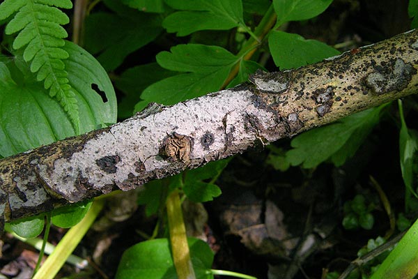 peniophora limitata