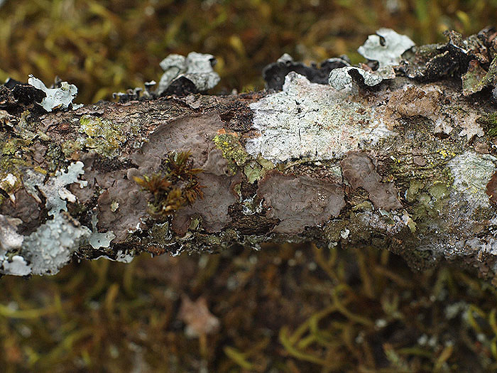 Peniophora rufomarginata - lipova opnovka