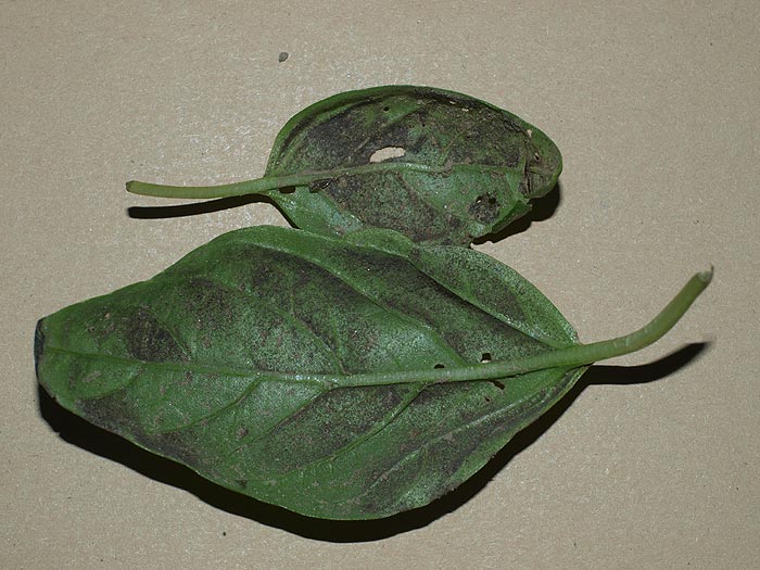 Peronospora lamii