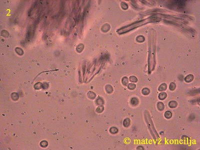 Phylloporia ribis - Sporen