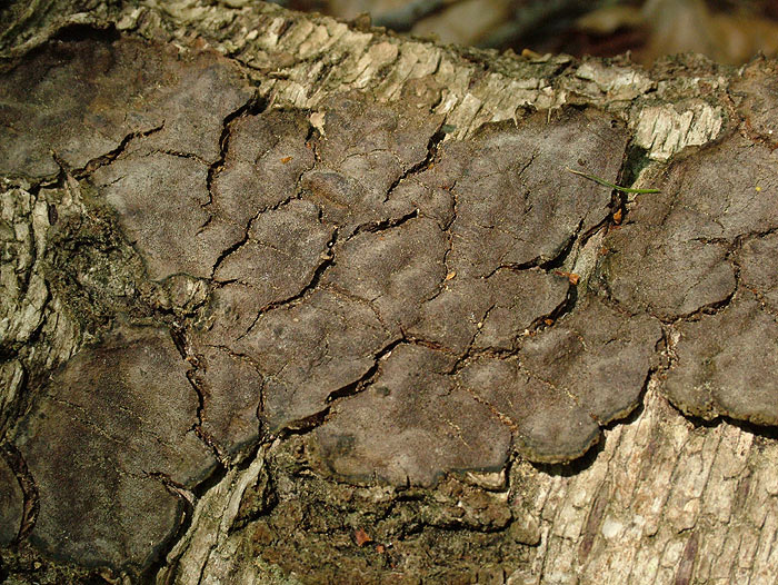 Phellinus laevigatus - brezin plutač