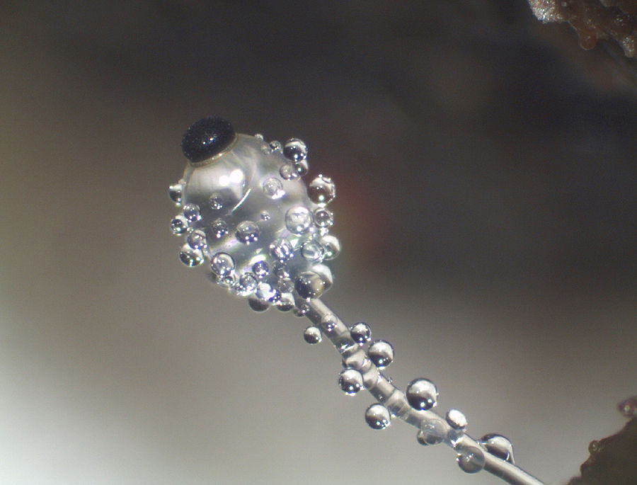 Pilobolus crystallinus