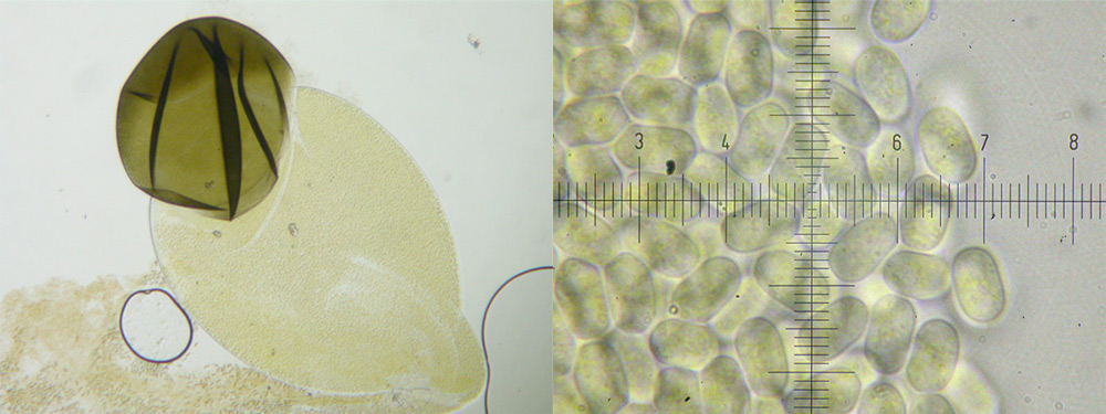 Pilobolus kleinii