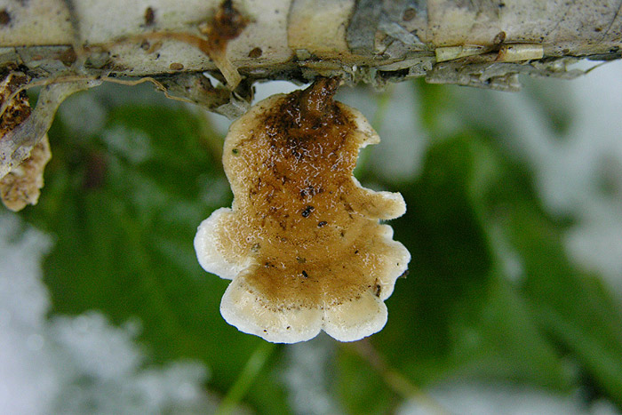 Plicaturopsis crispa