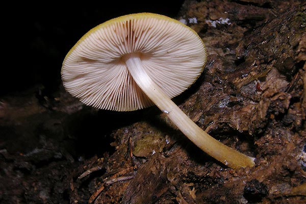 pluteus leoninus