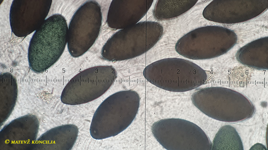 Rhypophila decipiens auf Pferdedung