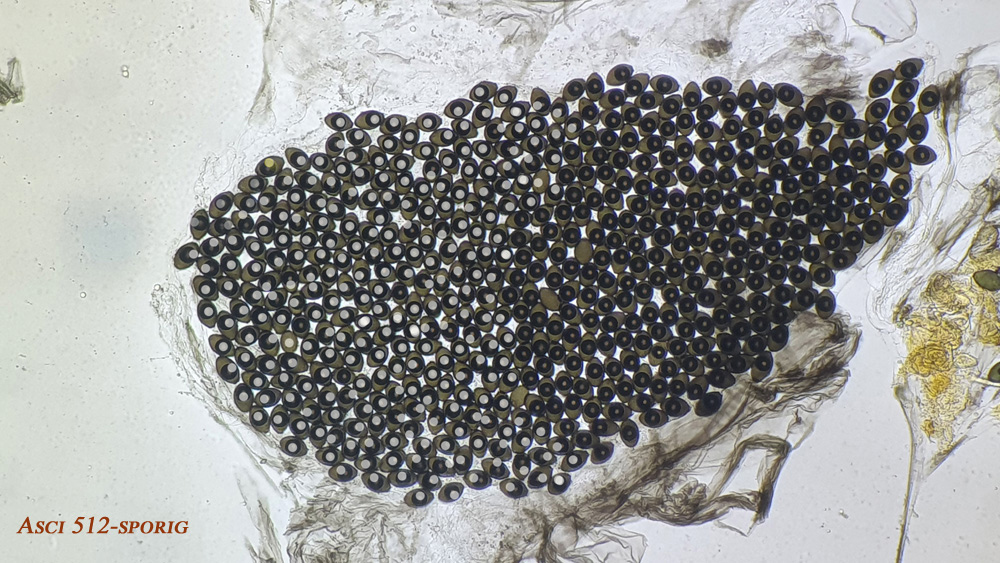 Podospora granulostriata