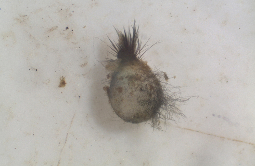 Podospora granulostriata