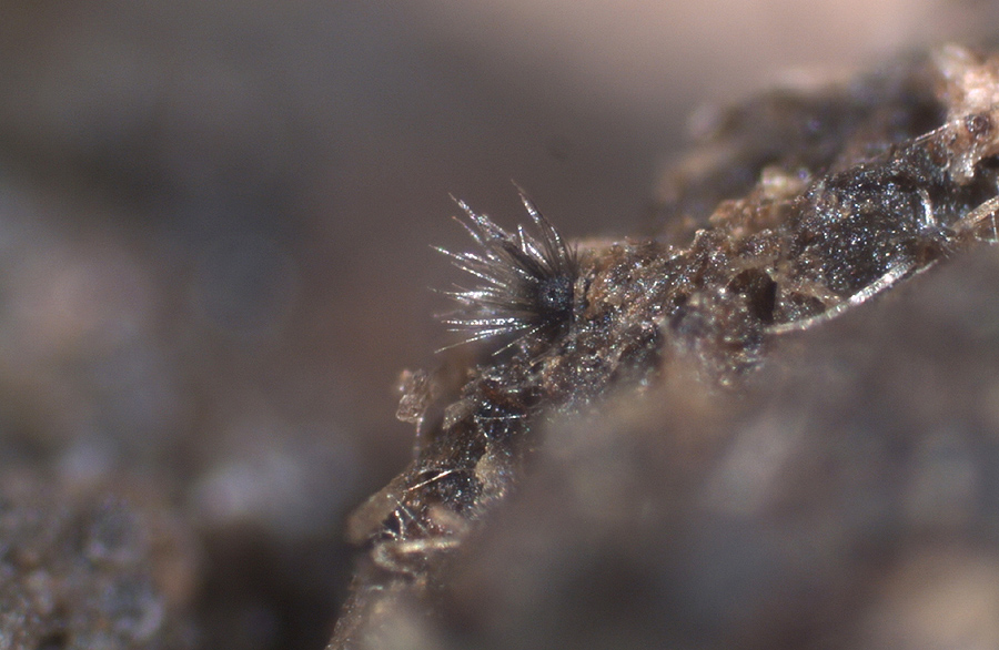 Podospora granulostriata