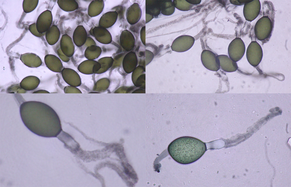 Podospora granulostriata