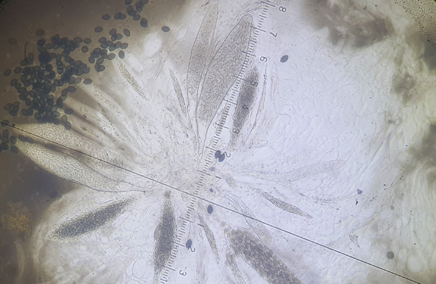Podospora granulostriata
