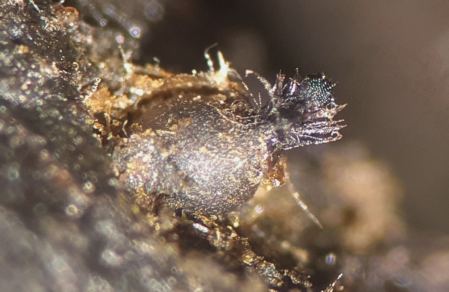 Podospora granulostriata