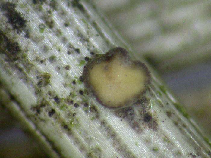 Pseudohelotium pineti - Weißbraunes Kiefernnadelbecherchen