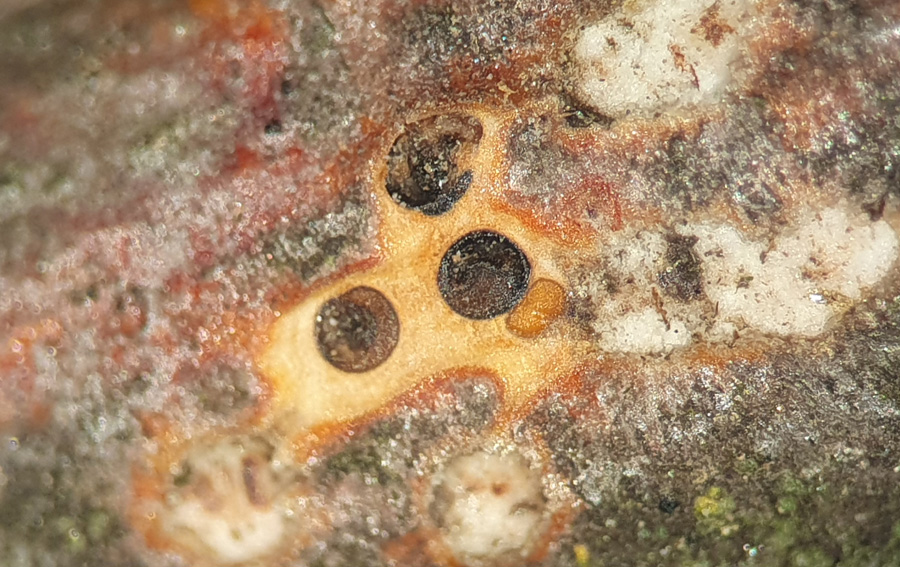 Pseudomassaria chondrospora