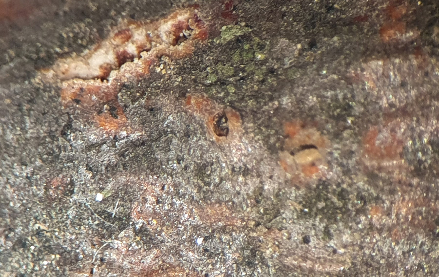 Pseudomassaria chondrospora