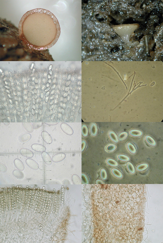 Pseudombrophila theioleuca