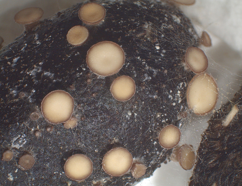 Pseudombrophila theioleuca - Schwefelgelber Dungbecherling