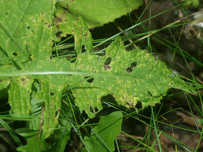 Puccinia calcitrapae