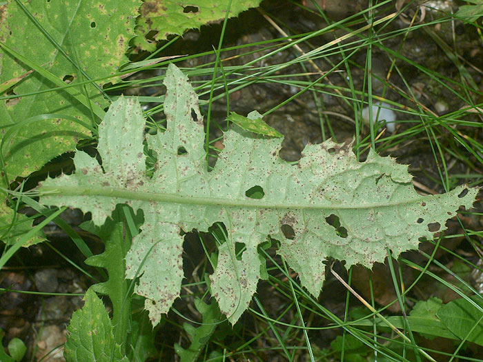 Puccinia calcitrapae