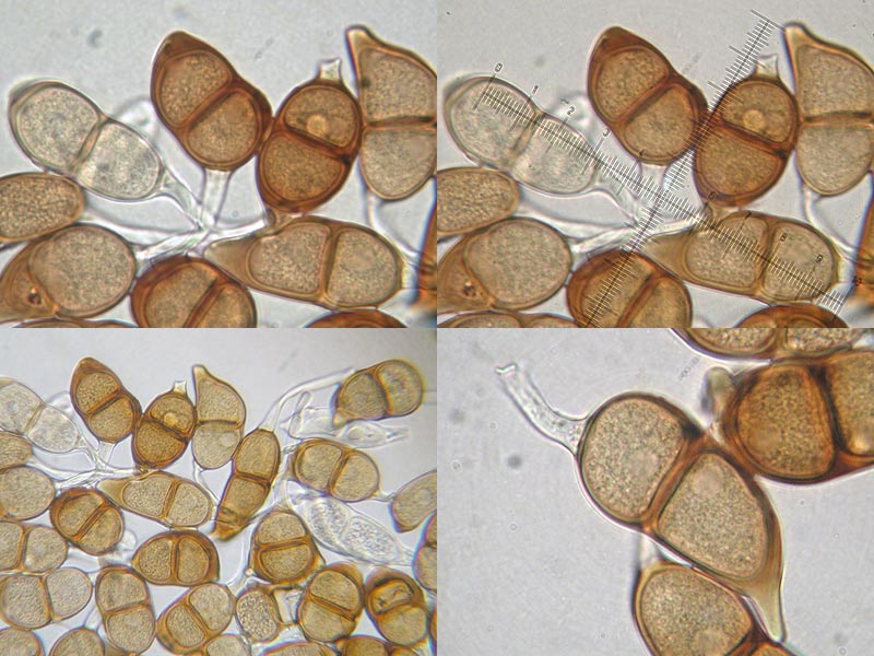 Puccinia salviae - mit überwinternden Teleutosporen