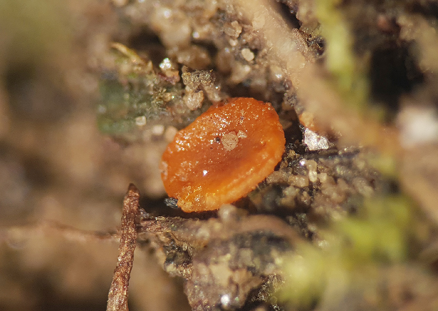 Pulvinula convexella - Rotleuchtender Kissenbecherling