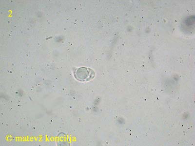 hygrophorus pustulatus - tros