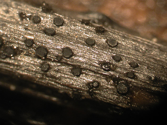 Pyrenopeziza petiolaris - Blattstiel-Spaltbecherchen