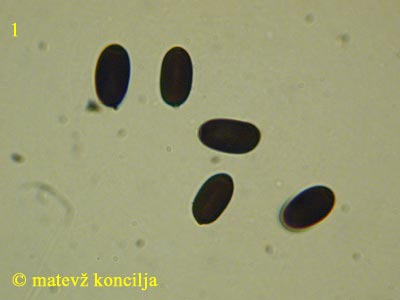 Coprinopsis radiata - trosi