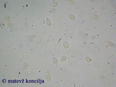 clitocybe radicellata - trosi