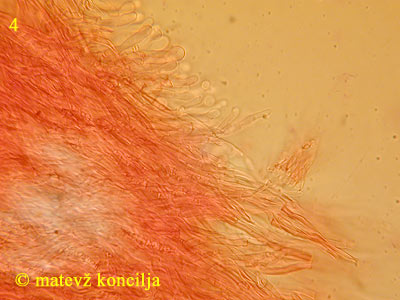 Schizopora radula - Hymenium