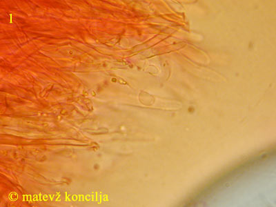 Schizopora radula - eine Spore