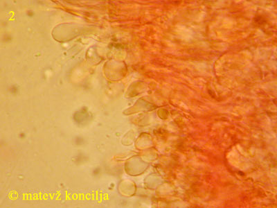 Hyphodontia radula - Hymenium