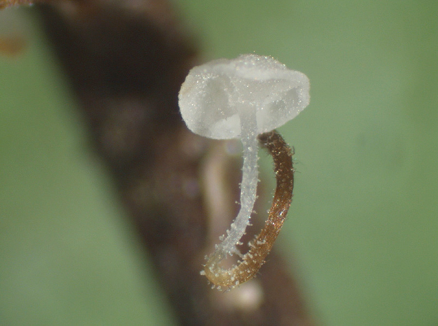 Rhizomarasmius setosus - Borstenstieliger Buchenblatt-Schwindling