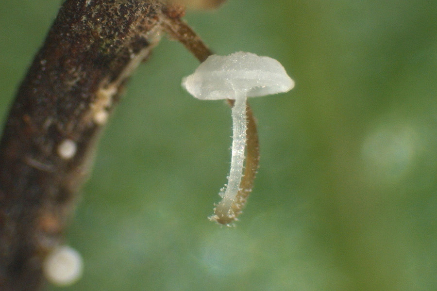 Rhizomarasmius setosus - Borstenstieliger Buchenblatt-Schwindling