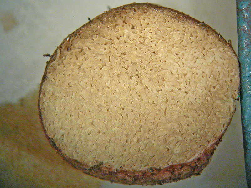 Rhizopogon roseolus - Rötliche Wurzeltrüffel