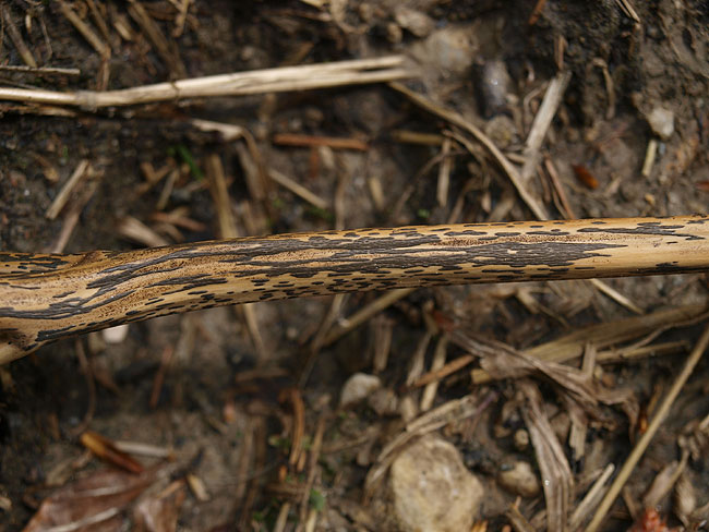 Rhopographus filicinus