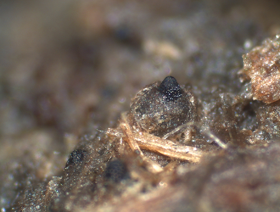 Rhypophila myriospora