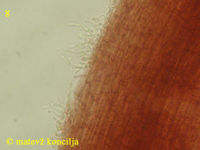 Roridomyces roridus - Caulozystiden