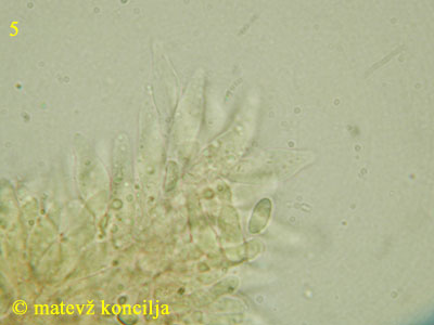 Roridomyces roridus - Cheilozystiden